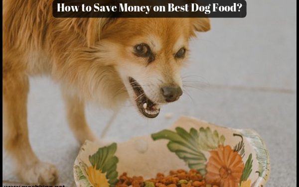 How to Save Money on Best Dog Food ?